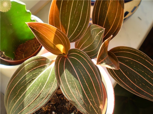 ludisia